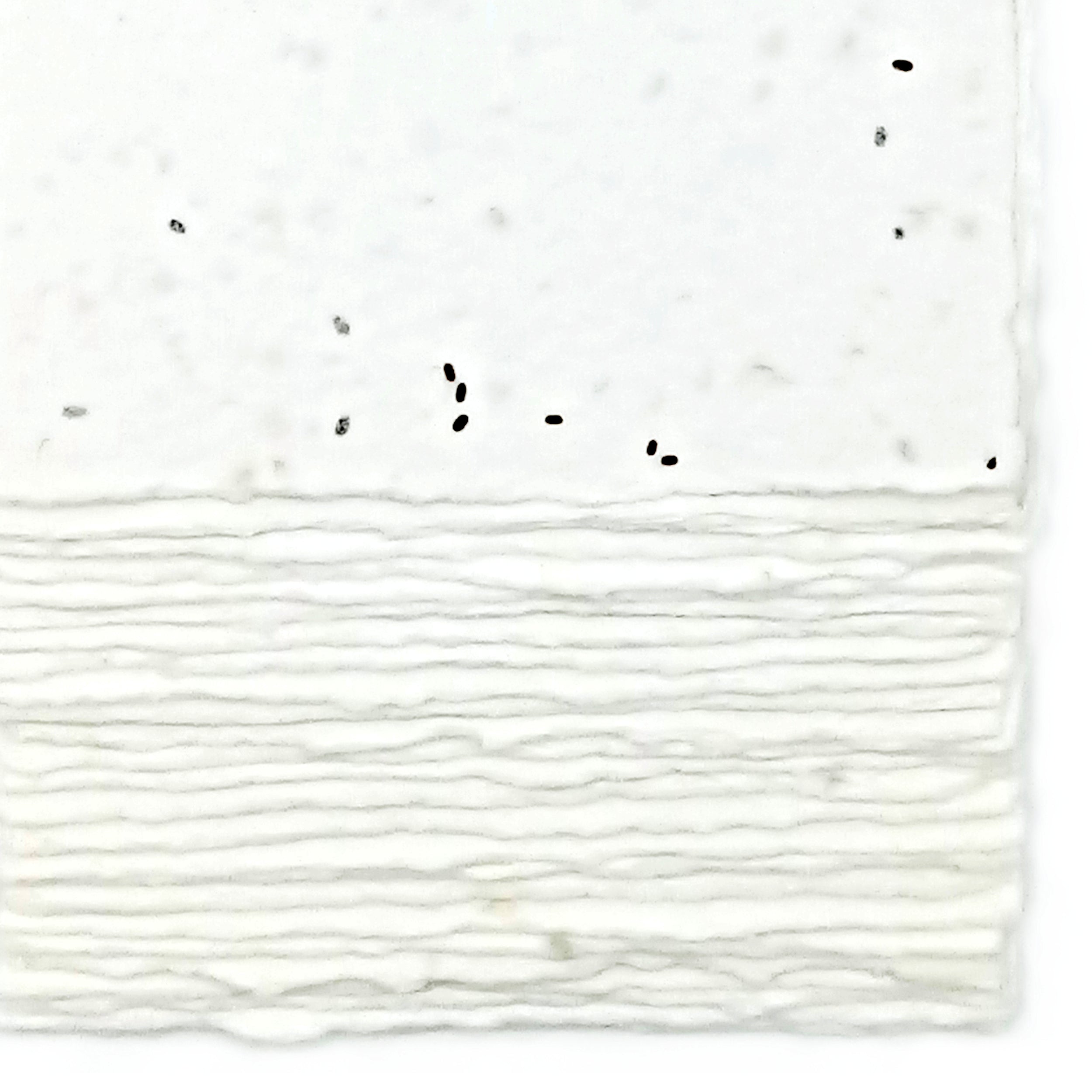 Biglietti Piantabili per Inviti e Partecipazioni | Semi Lavanda