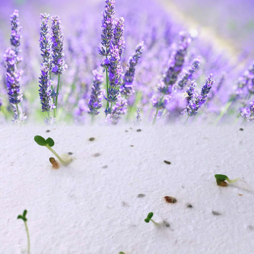 Fogli A4 Piantabili in Carta Artigianale | Semi Lavanda - 10 pz
