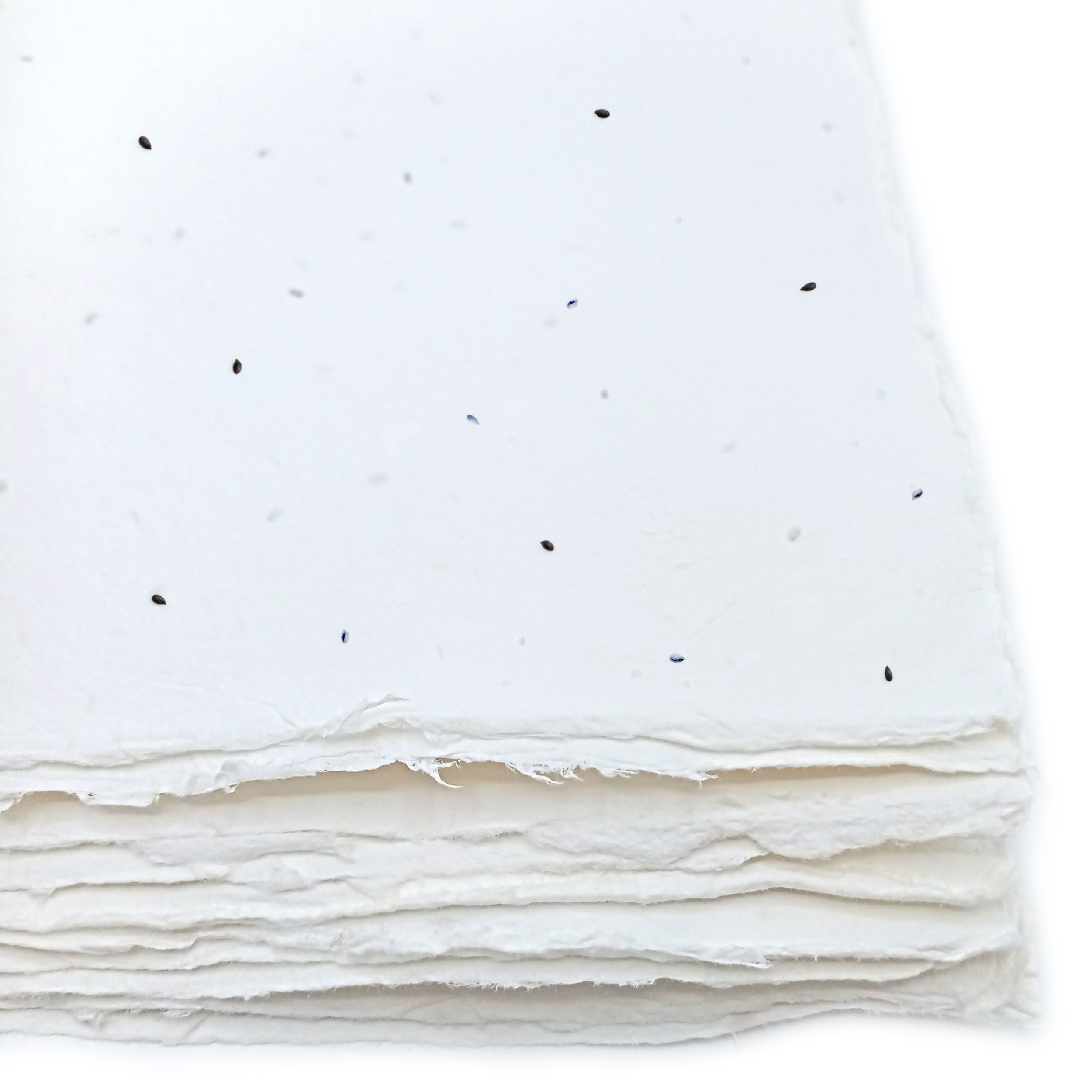 Fogli A4 Piantabili in Carta Artigianale | Semi Basilico