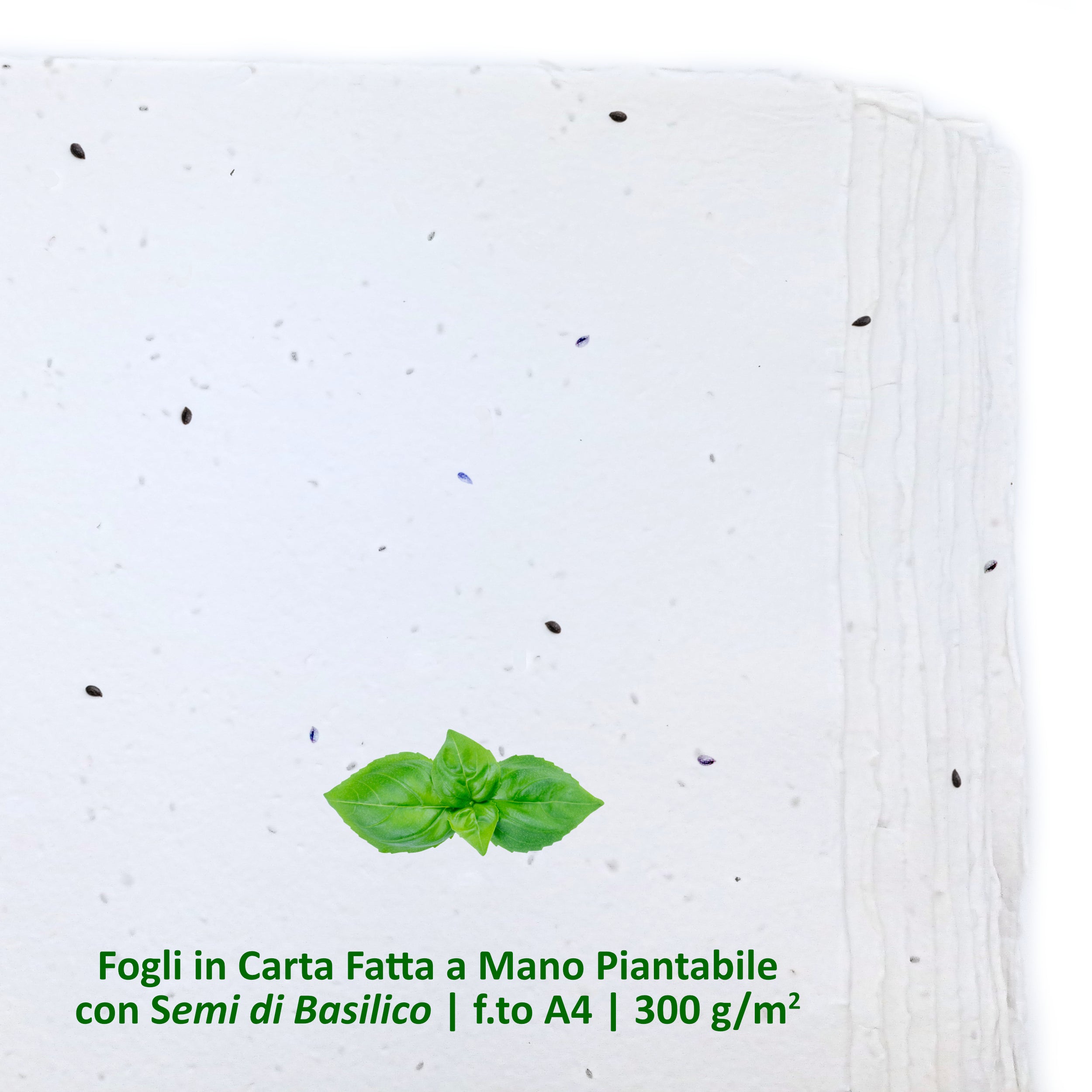 Fogli A4 Piantabili in Carta Artigianale | Semi Basilico