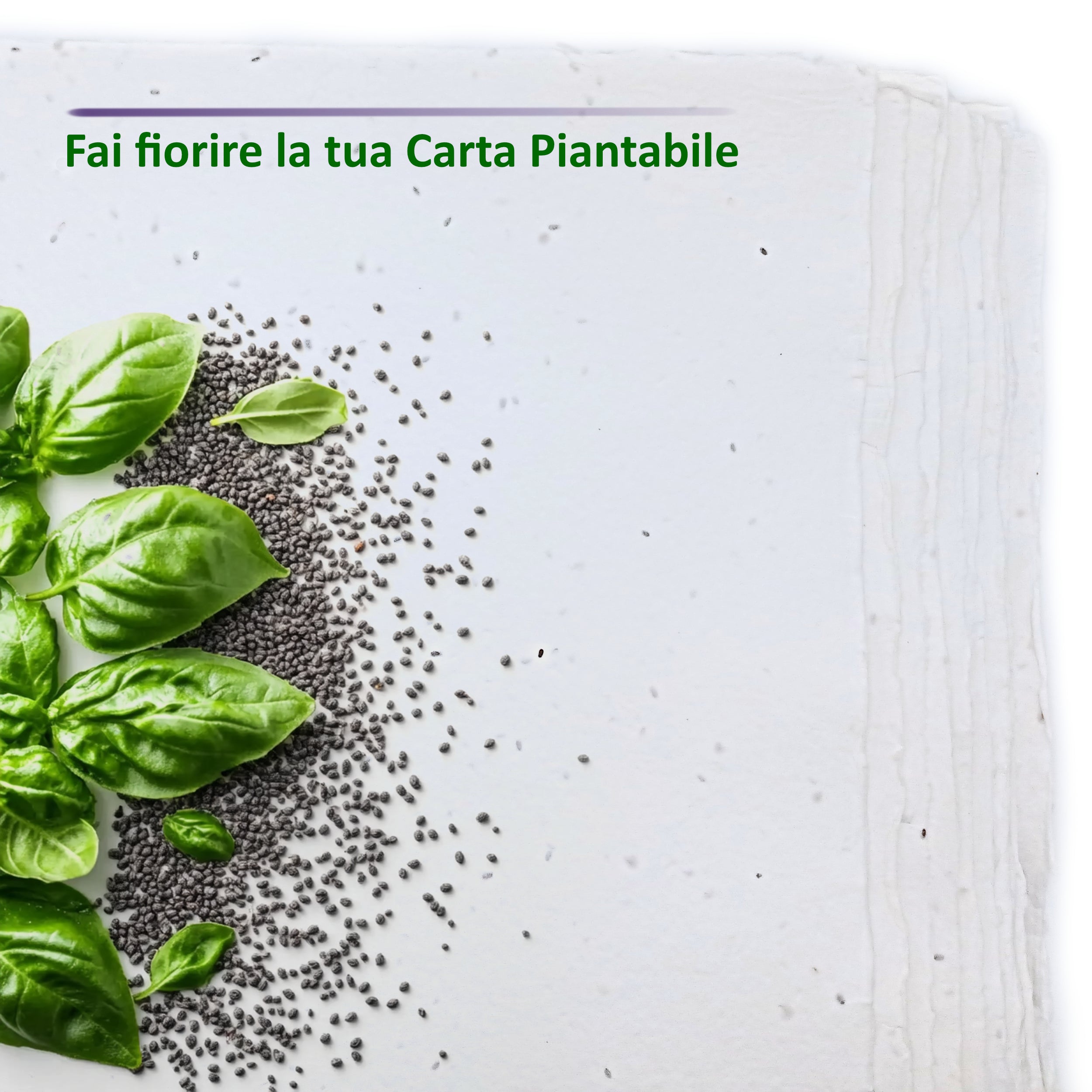 Fogli A4 Piantabili in Carta Artigianale | Semi Basilico