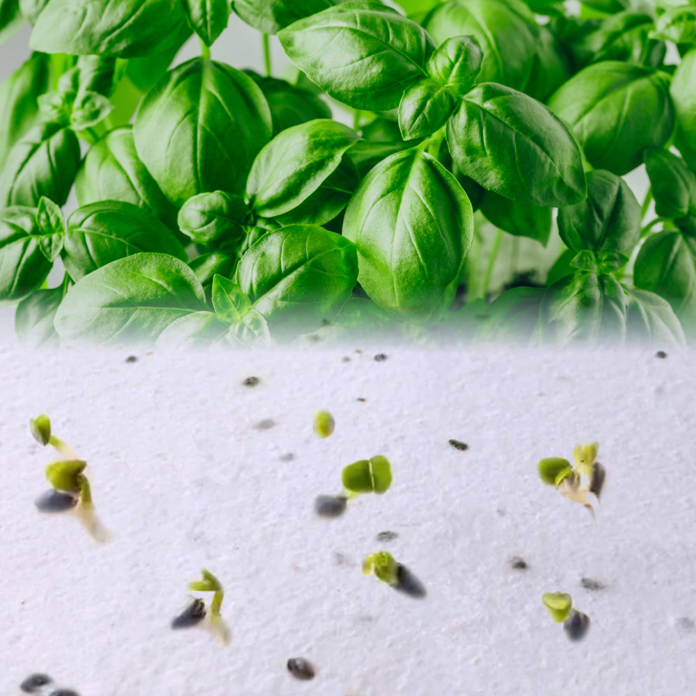 Fogli A4 Piantabili in Carta Artigianale | Semi Basilico